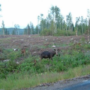 schweden Sommer 04 121