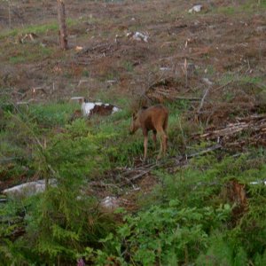 schweden Sommer 04 125