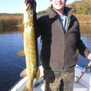 Schwedenhecht "nur" 99 cm