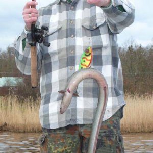 Ein "verirrter" Aal am Jerkbait