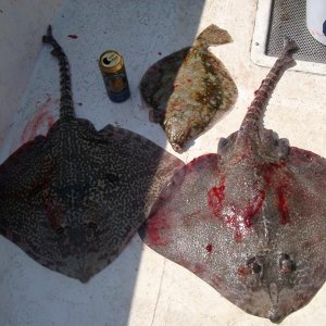 Wir wollten Heilbutt und bekamen Rochen und Scholle.