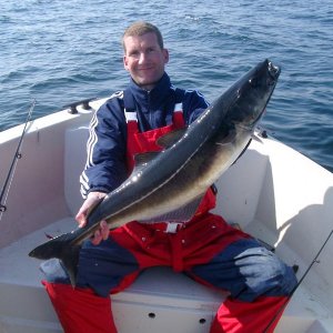 Nach herrlichem Drill an feiner Spinnrute, schöner Seelachs aus dem Haröyfjorden.