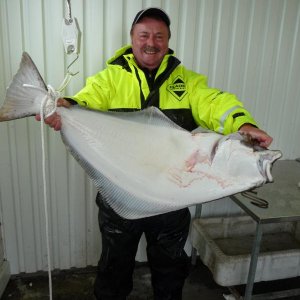 Kveite_02.05.2009
12 kg, 101 cm
Vinjesjoen/Vesterålen
Heilbuttfischen ist Teamarbeit