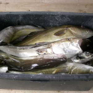 Die Kiste füllt sich langsam....