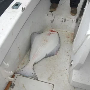 Da liegt er nun im Boot,Heilbutt 13 kg