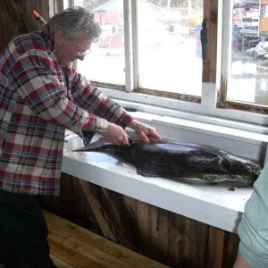 Kurz Einweisung von Ole,da wir noch nie einen Heilbutt filitiert hatten