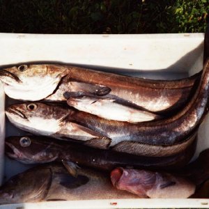Fischkiste