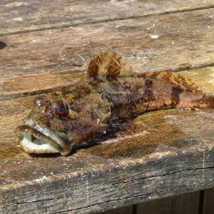 Seeskorpion