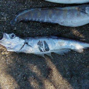 Was da wohl angebissen hat