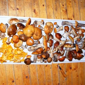 immer noch mehr pilze