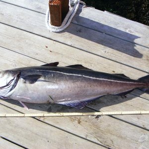 Seelachs 1.05m 10 kg gefangen bei 200m Wassertiefe