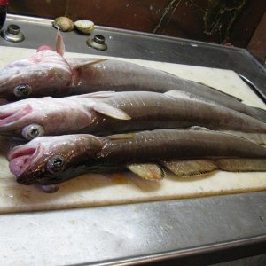 3x Leng an einem vormittag auf heringe