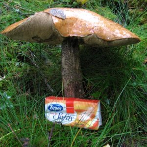 und das war nicht der Größte