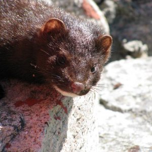 Mink unter dem haus beim sonnen