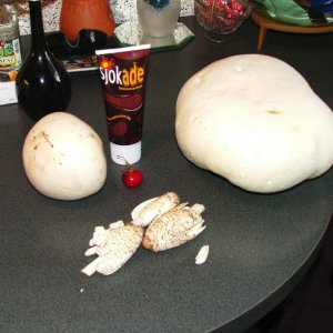 Pilze aus Heimatlichen gefilden