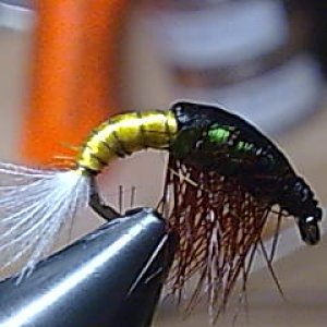 Bild020
Abdomen gelb/ Thorax grün Hyab.cz 12