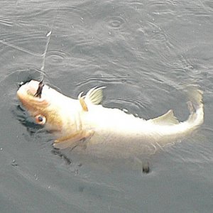 Dorschfliege