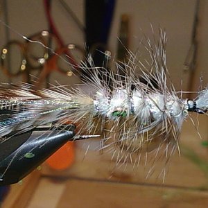 Alf Shrimp Pearl