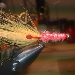 shrimp