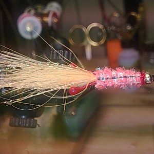 Shrimp #8 Hayabusa