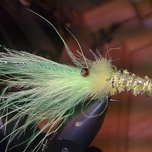 shrimp