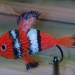 Clownfish