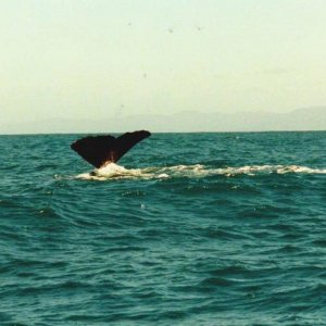 Kaikoura Neeseeland
Pottwal