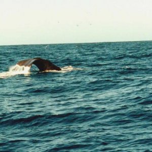 Kaikoura Neeseeland
Pottwal