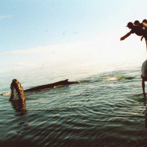 Hervey Bay Australien
Buckelwal
