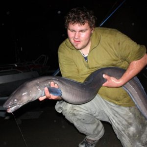 Conger 001