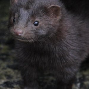 Wo ich bin, gib es keine Ratte mehr
-Averöy-