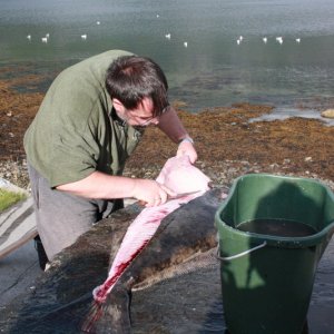 beim Butt filetieren