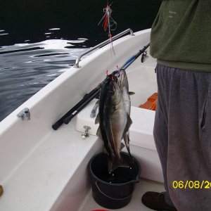 Seelachse bringen die Beifänger durcheinander