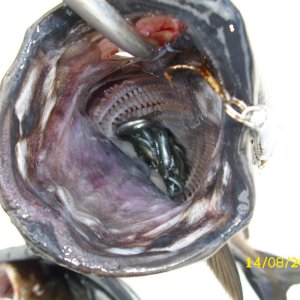 Futterfisch im Rachen eines Seelaches