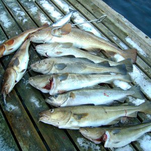 znfisch