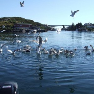 Norge 2008 102
