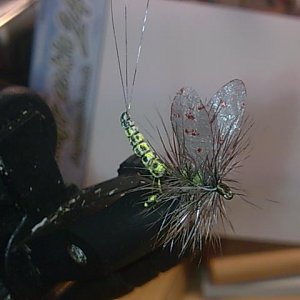Mayfly