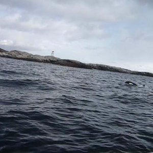 orca kvenvaer 2010 01