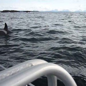 orca kvenvaer 2010 02