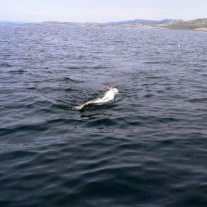 leng 11,5kg-1,25m-smavaeret-2010  04
