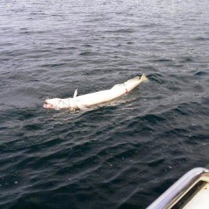 leng 11,5kg-1,25m-smavaeret-2010  06
