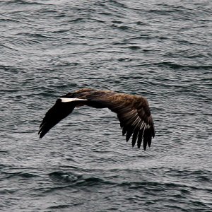 Adler1