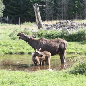Elchkuh mit Kalb 800x533