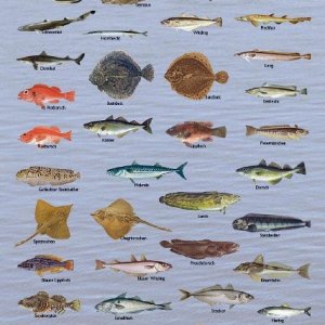 fiskearter tysk 427x600