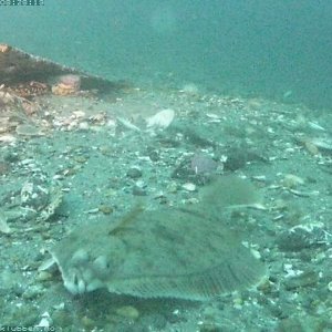 SnapshotJPEG4 800x600