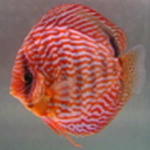 8fde7a57b799147b7ed568f1f45d1d3c RotTurkis4 613x600