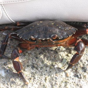 Vanessa Kamera 091 800x600