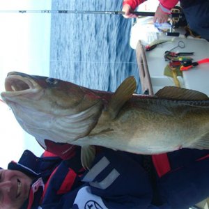 schöner Dorsch gefangen in 50 Meter auf 71Grad 08 !