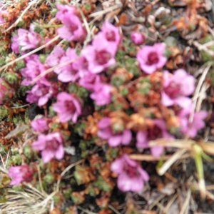 der Frühling kehrt ein