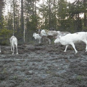 in Finnland auf und neben der Straße